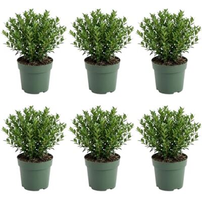 Bloomique Lot de 6 Ilex crenata Jenny Houx japonais Plante rustique Plante balcon Hauteur 10-20 cm Pot 10 cm - Publicité Bloomique Lot de 6 Ilex crenata Jenny Houx japonais Plante rustique Plante balcon Hauteur 10-20 cm Pot 10 cm - Publicité