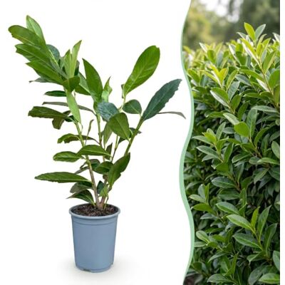 Green BoutiQ GreenboutiQ Plantes de haie Prunus laurocerasus Caucasica feuillage vert 8 plantes 1 mètre linéaire persistant pot de 9cm hauteur 30-35cm - Publicité Green BoutiQ GreenboutiQ Plantes de haie Prunus laurocerasus Caucasica feuillage vert 8 plantes 1 mètre linéaire persistant pot de 9cm hauteur 30-35cm - Publicité