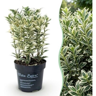 Green BoutiQ 16x Euonymus japonicus White Spire Fusain Plantes de haie Persistant Blanc Vert Pot 9cm Hauteur 20-30cm - Publicité Green BoutiQ 16x Euonymus japonicus White Spire Fusain Plantes de haie Persistant Blanc Vert Pot 9cm Hauteur 20-30cm - Publicité