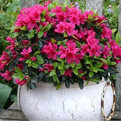 Gardeners Dream - Pink Azalea Japanese Evergreen - Pink - Publicité Gardeners Dream - Pink Azalea Japanese Evergreen - Pink - Publicité