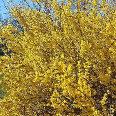 Baumschule WEDROWSKI w Forsythia intermedia Goldzauber 2L Il enchante chaque printemps - Publicité Baumschule WEDROWSKI w Forsythia intermedia Goldzauber 2L Il enchante chaque printemps - Publicité