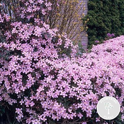 Bloomique - Clematis montana var. 'Rubens' - Rose - Plant - Publicité Bloomique - Clematis montana var. 'Rubens' - Rose - Plant - Publicité