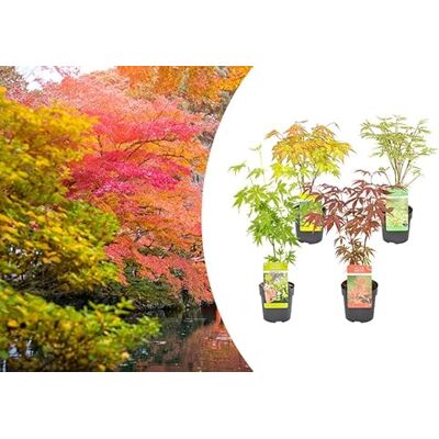 Lot d'érables japonais Groupon - Variétés incluant Orange Dream, Atropurpureum, Butterfly, Going Green - 35cm, Max 200cm - Publicité Lot d'érables japonais Groupon - Variétés incluant Orange Dream, Atropurpureum, Butterfly, Going Green - 35cm, Max 200cm - Publicité