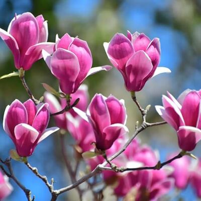 FLEUR NV Mauve en Arbre Hibiscus Syriacus Woodbridge 40/60 cm Pot 3l Plante Hauteur 40/60 cm - Publicité FLEUR NV Mauve en Arbre Hibiscus Syriacus Woodbridge 40/60 cm Pot 3l Plante Hauteur 40/60 cm - Publicité