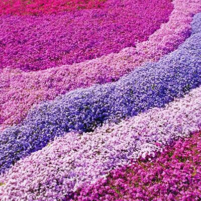 GardenersDream Phlox 4 Mix Rose, Violet, Blanc (Pot de 9cm) Vivace colorée pour jardin Bordures & Contenants - Publicité GardenersDream Phlox 4 Mix Rose, Violet, Blanc (Pot de 9cm) Vivace colorée pour jardin Bordures & Contenants - Publicité