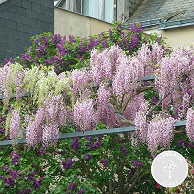Bloomique - Wisteria floribunda Rosea - Rose - Plante - Publicité Bloomique - Wisteria floribunda Rosea - Rose - Plante - Publicité