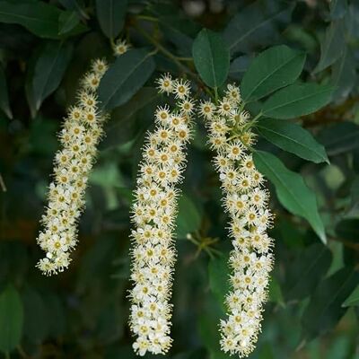 FLEUR NV Laurier du Portugal Prunus Lusitanica 40cm en Pot Plante En Pot Floraison Juin à Juillet Couleur de la Fleur Hauteur 5-10 m - Publicité FLEUR NV Laurier du Portugal Prunus Lusitanica 40cm en Pot Plante En Pot Floraison Juin à Juillet Couleur de la Fleur Hauteur 5-10 m - Publicité