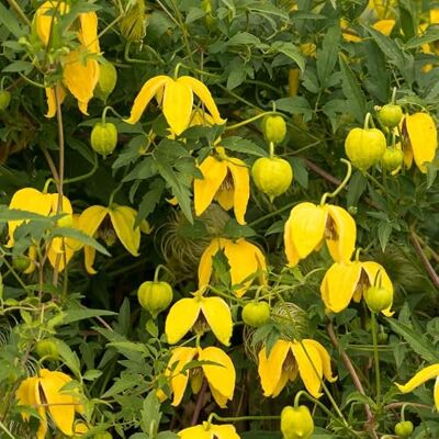 FLEUR NV Clematite Clematis Tibetana Tangutica 70cm Plante En Pot Floraison Été Couleur de la Fleur Hauteur 3 à 5m - Publicité FLEUR NV Clematite Clematis Tibetana Tangutica 70cm Plante En Pot Floraison Été Couleur de la Fleur Hauteur 3 à 5m - Publicité