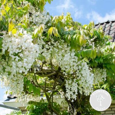 Bloomique - Wisteria floribunda Alba - Blanche - Plante grimpante - Plante - Publicité Bloomique - Wisteria floribunda Alba - Blanche - Plante grimpante - Plante - Publicité