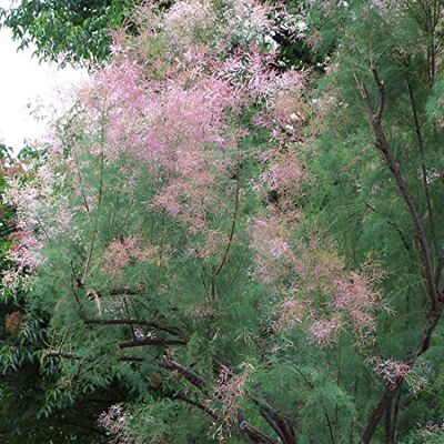 Arborix - Tamarix ramosissima Pink Cascade - 60-80 cm - Arbuste - Publicité Arborix - Tamarix ramosissima Pink Cascade - 60-80 cm - Arbuste - Publicité