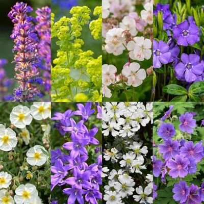 Green BoutiQ GreenboutiQ Kit de plantes vivaces Couverture du sol 24 Plantes vivaces Pour 3 m2 Couleurs variées Peu d'entretien Pot 11cm - Publicité Green BoutiQ GreenboutiQ Kit de plantes vivaces Couverture du sol 24 Plantes vivaces Pour 3 m2 Couleurs variées Peu d'entretien Pot 11cm - Publicité