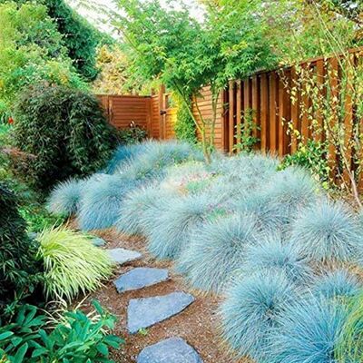 C-LARSS 200 Pièces/Sac Graines D'herbe De Fétuque Bleue, Aménagement Paysager Viable à Haut Rendement Festuca Glauca Plantations De Bonsaï De Jardin Pour Balcon Graines de fétuque bleue - Publicité C-LARSS 200 Pièces/Sac Graines D'herbe De Fétuque Bleue, Aménagement Paysager Viable à Haut Rendement Festuca Glauca Plantations De Bonsaï De Jardin Pour Balcon Graines de fétuque bleue - Publicité