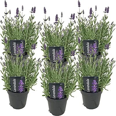 Bloomique - Lavandula angustifolia Ardèche - 20-25 cm - Plante - Publicité Bloomique - Lavandula angustifolia Ardèche - 20-25 cm - Plante - Publicité