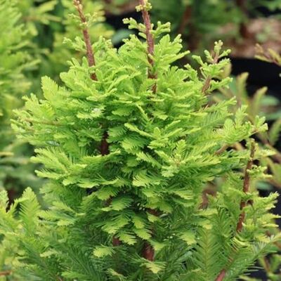 FLEUR NV Cyprès Chauve Pevé Minaret Taxodium Distichum Pevé Minaret 40/50 cm Pot 2,5l Plante En Pot Hauteur 40/50 Cm Exposition Soleil Sol - Publicité FLEUR NV Cyprès Chauve Pevé Minaret Taxodium Distichum Pevé Minaret 40/50 cm Pot 2,5l Plante En Pot Hauteur 40/50 Cm Exposition Soleil Sol - Publicité
