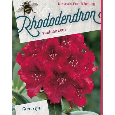 Rhododendron 'Halfdan Lem' 40-50 cm pot Fleurs rouge pourpre, arbuste vigoureux, idéal grand jardin - Publicité Rhododendron 'Halfdan Lem' 40-50 cm pot Fleurs rouge pourpre, arbuste vigoureux, idéal grand jardin - Publicité