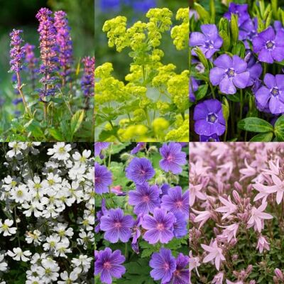 Green BoutiQ GreenboutiQ Kit de plantes vivaces Couverture du sol 24 Plantes vivaces Pour 3 m2 Couleurs variées Peu d'entretien Pot 11cm - Publicité Green BoutiQ GreenboutiQ Kit de plantes vivaces Couverture du sol 24 Plantes vivaces Pour 3 m2 Couleurs variées Peu d'entretien Pot 11cm - Publicité