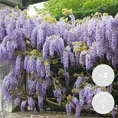Bloomique - Wisteria sinensis Prolific - Climbing plant - Publicité Bloomique - Wisteria sinensis Prolific - Climbing plant - Publicité