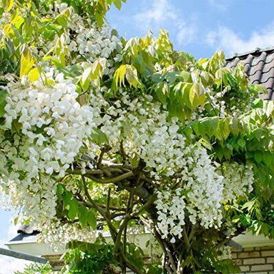 Bloomique - Wisteria floribunda Alba - Blanche - Plante grimpante - Plante - Publicité Bloomique - Wisteria floribunda Alba - Blanche - Plante grimpante - Plante - Publicité