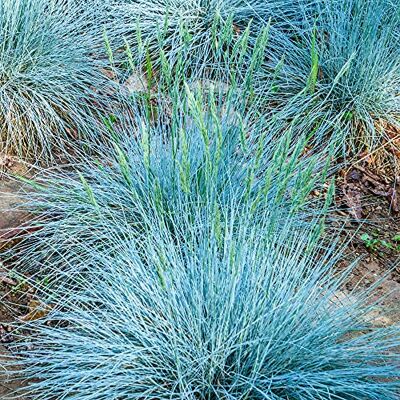Gardeners Dream - Festuca glauca Intense Blue - Persistant - Publicité Gardeners Dream - Festuca glauca Intense Blue - Persistant - Publicité