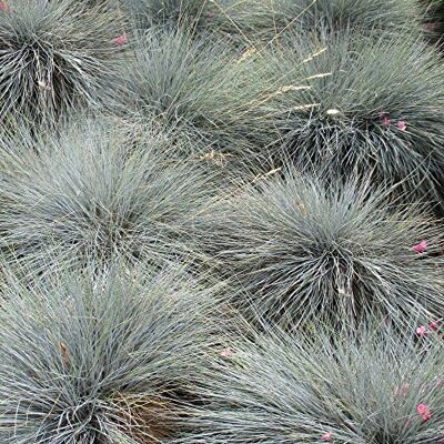 Gardeners Dream - Festuca glauca 'Intense Blue' - Bleu - Plant - Publicité Gardeners Dream - Festuca glauca 'Intense Blue' - Bleu - Plant - Publicité