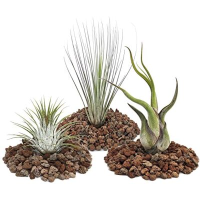 EXOTENHERZ Tillandsias trio - Ionantha, Juncea, Caput Medusa - Publicité EXOTENHERZ Tillandsias trio - Ionantha, Juncea, Caput Medusa - Publicité