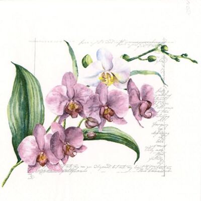 ti-flair Lot de 20 serviettes en papier, 33 x 33 cm, 3 couches, de qualité supérieure et durables, jetables, pour fête, mariage, anniversaire, décoration de table au printemps, été, fête, motif fleurs - Publicité ti-flair Lot de 20 serviettes en papier, 33 x 33 cm, 3 couches, de qualité supérieure et durables, jetables, pour fête, mariage, anniversaire, décoration de table au printemps, été, fête, motif fleurs - Publicité