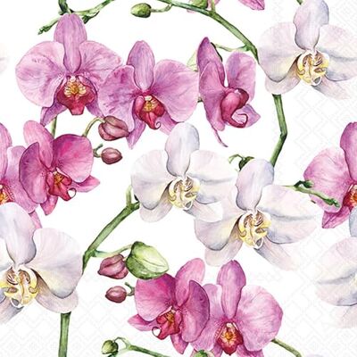 Ambiente Lot de 20 serviettes en papier Orchidées élégantes blanches Décoration de table avec motif également pour fête ou découpage 33 x 33 cm - Publicité Ambiente Lot de 20 serviettes en papier Orchidées élégantes blanches Décoration de table avec motif également pour fête ou découpage 33 x 33 cm - Publicité