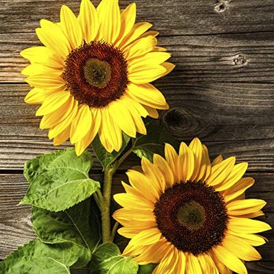 Paper+Design Lot de 20 serviettes de table Motif tournesol 33 cm - Publicité Paper+Design Lot de 20 serviettes de table Motif tournesol 33 cm - Publicité