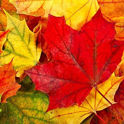 Serviettenshop Lot de 20 serviettes de table d'automne en rouge/jaune/automne/feuillage, 33 x 33 cm - Publicité Serviettenshop Lot de 20 serviettes de table d'automne en rouge/jaune/automne/feuillage, 33 x 33 cm - Publicité