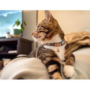 Rogz Urban Collier pour Chat avec Boucle de sécurité détachable Doré - Publicité Rogz Urban Collier pour Chat avec Boucle de sécurité détachable Doré - Publicité