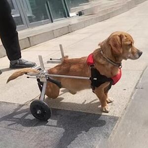 ENHEN Chariot Chien Handicapé Chaire en Fauteuil Roulant pour Chien avec Bandoulière Molle, Brincet de Jambe de Chien Réglable pour Les Chiens Handicapés/Plus Âgés, Aider Les Petits Animaux de Compagnie D - Publicité