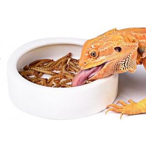 OMEM Bol en céramique pour nourriture de petit reptile - Publicité OMEM Bol en céramique pour nourriture de petit reptile - Publicité