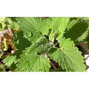 Semisauvage Permaculture 200 Graines d'Herbe à Chat Cataire Nepeta Cataria semences paysannes reproductibles SemiSauvage - Publicité Semisauvage Permaculture 200 Graines d'Herbe à Chat Cataire Nepeta Cataria semences paysannes reproductibles SemiSauvage - Publicité