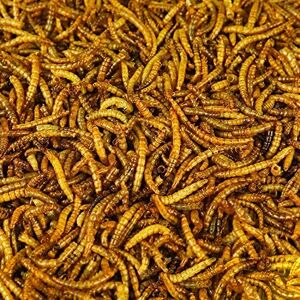 BusyBeaks - Dried Mealworms - Bird Food - Publicité BusyBeaks - Dried Mealworms - Bird Food - Publicité