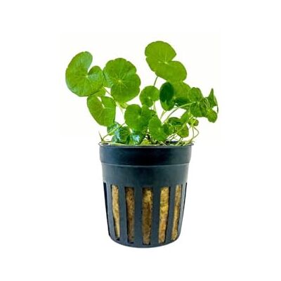 AquaOne Plante d'aquarium Hydrocotyle leucocephala Plante d'aquarium Plante aquatique Plante à tige entièrement enracinée facile à entretenir Décoration Aquascaping - Publicité AquaOne Plante d'aquarium Hydrocotyle leucocephala Plante d'aquarium Plante aquatique Plante à tige entièrement enracinée facile à entretenir Décoration Aquascaping - Publicité