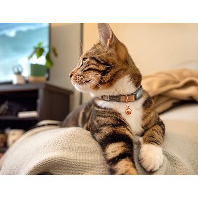 Collier pour Chat ROGZ - Réglable 20/31 cm - 5 Couleurs - Publicité Collier pour Chat ROGZ - Réglable 20/31 cm - 5 Couleurs - Publicité