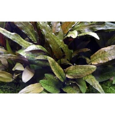 AquaOne Plante d'aquarium Cryptocoryne wendtii plante aquatique rosace Plante d'aquarium entièrement enracinée facile d'entretien Aquascaping Décoration - Publicité AquaOne Plante d'aquarium Cryptocoryne wendtii plante aquatique rosace Plante d'aquarium entièrement enracinée facile d'entretien Aquascaping Décoration - Publicité