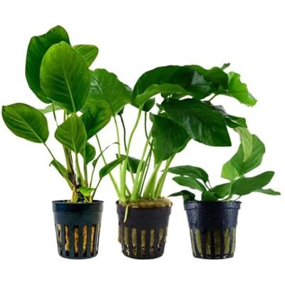 AquaOne Lot de 3 plantes aquatiques Anubias pour aquarium Plantes d'aquarium Anubias caladiifolia angustifolia barteri nana - Publicité AquaOne Lot de 3 plantes aquatiques Anubias pour aquarium Plantes d'aquarium Anubias caladiifolia angustifolia barteri nana - Publicité