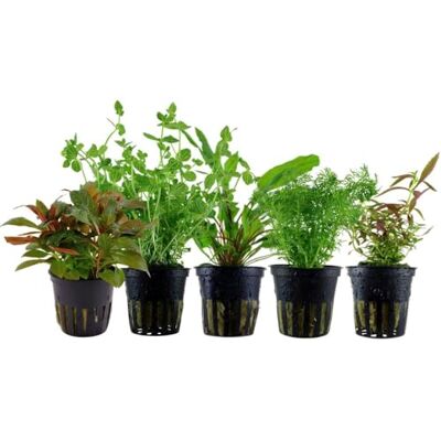 AquaOne Lot de 5 plantes aquatiques pour aquarium Limnophila Cryptocoryne Plante d'aquarium Lindernia Ludwigia - Publicité AquaOne Lot de 5 plantes aquatiques pour aquarium Limnophila Cryptocoryne Plante d'aquarium Lindernia Ludwigia - Publicité