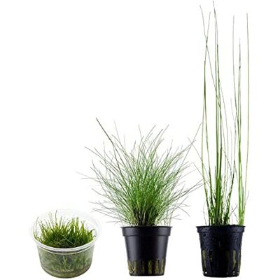 AquaOne Lot de 3 plantes d'aquarium Plantes aquatiques Herbe Eleocharis parvula montevidensis acicularis Avec plantes en pot et plantes en vitro - Publicité AquaOne Lot de 3 plantes d'aquarium Plantes aquatiques Herbe Eleocharis parvula montevidensis acicularis Avec plantes en pot et plantes en vitro - Publicité