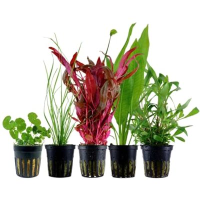 AquaOne Plantes d'aquarium I 5X plantes aquatiques I Plantes de fond pour aquarium I Alternanthera Echinodorus Cyperus Hydrocotyle Hygrophila I Lot de 5 plantes de fond - Publicité AquaOne Plantes d'aquarium I 5X plantes aquatiques I Plantes de fond pour aquarium I Alternanthera Echinodorus Cyperus Hydrocotyle Hygrophila I Lot de 5 plantes de fond - Publicité