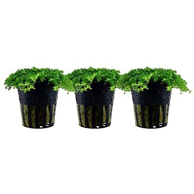 AquaOne Hemianthus callitrichoides Lot de 3 plantes d'aquarium « Cuba » Plante aquatique Plante d'aquarium Couvre-sol entièrement enracinée Facile d'entretien Facile d'entretien Décoration d'aquarium - Publicité AquaOne Hemianthus callitrichoides Lot de 3 plantes d'aquarium « Cuba » Plante aquatique Plante d'aquarium Couvre-sol entièrement enracinée Facile d'entretien Facile d'entretien Décoration d'aquarium - Publicité