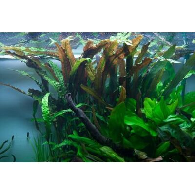 AquaOne Cryptocoryne usteriana Plante d'aquarium Rosace pour plante d'aquarium entièrement enracinée simple Aquascaping Décoration - Publicité AquaOne Cryptocoryne usteriana Plante d'aquarium Rosace pour plante d'aquarium entièrement enracinée simple Aquascaping Décoration - Publicité