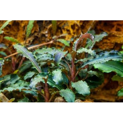 AquaOne Bucephalandra Plante d'aquarium « Kedagang » I Plante aquatique Plante d'aquarium Porte-racine/rhizome entièrement enracinée Facile d'entretien Décoration d'aquarium - Publicité AquaOne Bucephalandra Plante d'aquarium « Kedagang » I Plante aquatique Plante d'aquarium Porte-racine/rhizome entièrement enracinée Facile d'entretien Décoration d'aquarium - Publicité