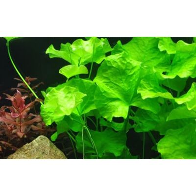 AquaOne Usine d'Aquarium Nymphoides hydrophylla 'Taiwan' Et Plantes Aquatiques pour Aquarium Plante d'Aquarium Tuberculaire/Bulbe Entièrement Enraciné, Facile à Entretenir, Aquascaping Décoration - Publicité AquaOne Usine d'Aquarium Nymphoides hydrophylla 'Taiwan' Et Plantes Aquatiques pour Aquarium Plante d'Aquarium Tuberculaire/Bulbe Entièrement Enraciné, Facile à Entretenir, Aquascaping Décoration - Publicité