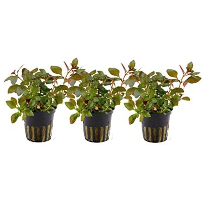 AquaOne Plantes d'Aquarium 3 Pièces Ludwigia repens 'Rubin' I Plantes Aquatiques pour Aquarium Plantes à tiges entièrement enracinées, facile d'entretien, décoration Aquascaping - Publicité AquaOne Plantes d'Aquarium 3 Pièces Ludwigia repens 'Rubin' I Plantes Aquatiques pour Aquarium Plantes à tiges entièrement enracinées, facile d'entretien, décoration Aquascaping - Publicité