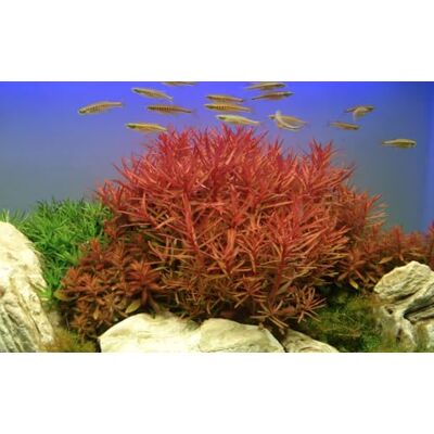 AquaOne Plante d'aquarium Ammannia crassicaulis fond plante aquatique Plante d'aquarium à tige entièrement enracinée Aquascaping Décoration - Publicité AquaOne Plante d'aquarium Ammannia crassicaulis fond plante aquatique Plante d'aquarium à tige entièrement enracinée Aquascaping Décoration - Publicité