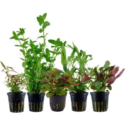 AquaOne Plantes d'Aquarium I 5X Plantes Aquatiques I Bacopa Hygrophila Ludwigia Limnophila Lobelia I Ensemble de 5 plantes d'aquarium - Publicité AquaOne Plantes d'Aquarium I 5X Plantes Aquatiques I Bacopa Hygrophila Ludwigia Limnophila Lobelia I Ensemble de 5 plantes d'aquarium - Publicité