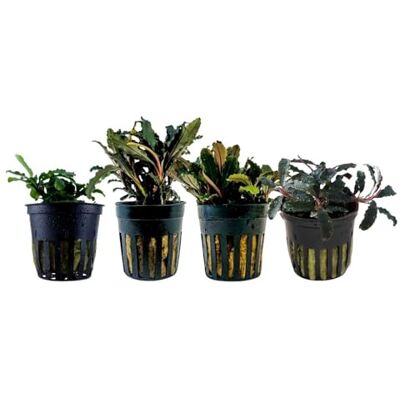 AquaOne 4 plantes aquatiques Bucephalandra pour aquarium Kedagang Bukit kelam Red Blue Green Nano Pool Set simple - Publicité AquaOne 4 plantes aquatiques Bucephalandra pour aquarium Kedagang Bukit kelam Red Blue Green Nano Pool Set simple - Publicité