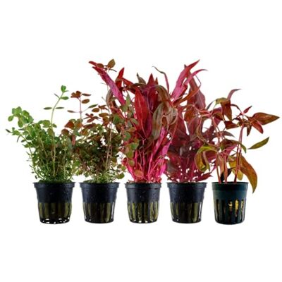 AquaOne Lot de 5 jolies plantes d'aquarium colorées en pot Lot de 5 plantes aquatiques Alternanthera reineckii Rotala - Publicité AquaOne Lot de 5 jolies plantes d'aquarium colorées en pot Lot de 5 plantes aquatiques Alternanthera reineckii Rotala - Publicité